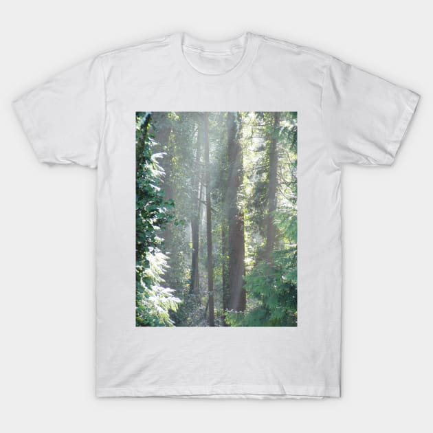 Early Morning Sun Rays #14 T-Shirt by DlmtleArt